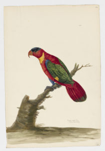 Drawing of a Purple-naped Lory from a 18th century specimen [modern geographical distribution: Seram, Abmon, and Indonesia. Attributed to Paillou, Peter, c.1720 – c.1790]