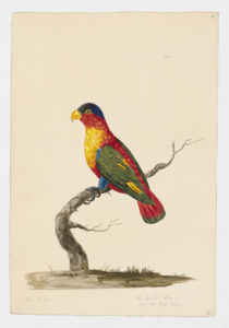 Drawing of a Rainbow Lorikeet from a 18th century specimen [modern geographical distribution: Australia and Indonesia. Attributed to Paillou, Peter, c.1720 – c.1790]