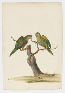 Drawing of a pair of Orange-chinned Parakeets from 18th century specimens [modern geographical distribution: Central America, Colombia, and Venezuela. Attributed to Collins, Charles]