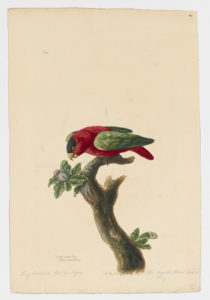 Drawing of a Purple-naped Lory from a 18th century specimen [modern geographical distribution: Seram, Abmon, and Indonesia]