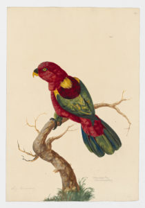 Drawing of a Chattering Lory from a 18th century specimen [modern geographical distribution: Indonesia. Attributed to Paillou, Peter, c.1720 – c.1790]