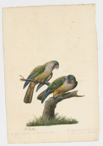 Drawing of a pair of Senegal Parrots from 18th century specimens [modern geographical distribution: West Africa, the Canary Islands, and Southern Spain]