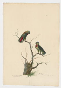 Drawing of a pair of Blue Crowned Hanging Parrots from 18th century specimens [modern geographical distribution: Indonesia and Malaysia]