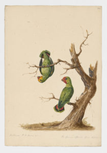 Drawing of a pair of male and female Red-headed Lovebirds from 18th century specimens [modern geographical distribution: West Africa and East Africa]