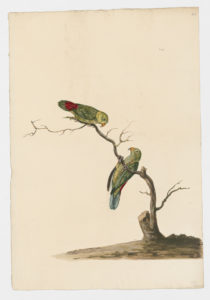 Drawing of a pair of Vernal Hanging-Parrots from 18th century specimens [modern geographical distribution: India and Southeast Asia. Attributed to Paillou, Peter, c.1720 – c.1790]