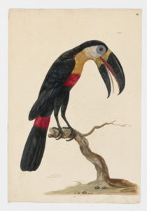 Drawing of a Channel-billed Toucan from a 18th century specimen [modern geographical distribution: South America. Attributed to Paillou, Peter, c.1720 – c.1790]