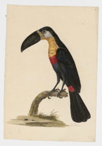 Drawing of a Channel-billed Toucan from a 18th century specimen [modern geographical distribution: South America. Attributed to Paillou, Peter, c.1720 – c.1790]
