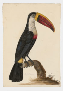 Drawing of a White-throated Toucan from a 18th century specimen [modern geographical distribution: South America. Attributed to Paillou, Peter, c.1720 – c.1790]