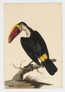 Drawing of a White-throated Toucan from a 18th century specimen [modern geographical distribution: South America. Attributed to Paillou, Peter, c.1720 – c.1790]