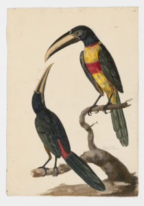 Drawing of a pair of Black-necked Aracaris from 18th century specimens [modern geographical distribution: Brazil and Venezuela. Attributed to Paillou, Peter, c.1720 – c.1790]