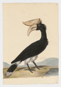 Drawing of a Rhinoceros Hornbill from a 18th century specimen [modern geographical distribution: Indonesia and Malaysia. Attributed to Paillou, Peter, c.1720 – c.1790]