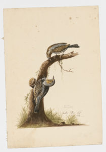Drawing of a pair of Eurasian Wrynecks from 18th century specimens [modern geographical distribution: Europe, Asia, and Africa]