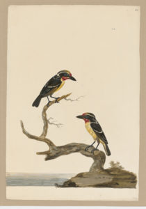 Drawing of a male Gilded Barbet from a 18th century specimen [Attributed to Paillou, Peter, c.1720 – c.1790]
