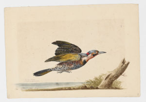 Drawing of a Yellow shafted Northern Flicker from a 18th century specimen [modern geographical distribution: the Eastern United States (East of the Rockies)]