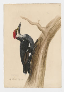 Drawing of a female Pileated woodpecker from 18th century specimen[modern geographical distribution: the United States and Canada (excluding the Great Plains and the Southwest desert regions)]