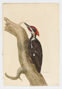 Drawing of a male Pileated Woodpecker from a 18th century specimen [modern geographical distribution: the United States and Canada (excluding the Great Plains and the Southwest desert regions). Attributed to Paillou, Peter, c.1720 – c.1790]