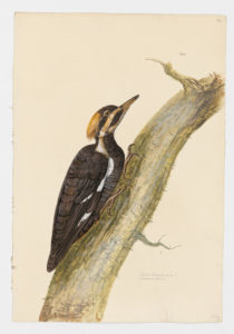 Drawing of a female Pileated Woodpecker from a 18th century specimen [modern geographical distribution: the United States and Canada (excluding the Great Plains and the Southwest desert regions). Attributed to Paillou, Peter, c.1720 – c.1790]