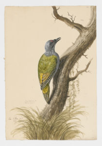 Drawing of a Grey-headed Woodpecker from a 18th century specimen [modern geographical distribution: Europe (excluding the United Kingdom); Asia: the mountainous regions of Northern India, Bhutan, mainland Southeast Asia, Taiwan, Korea, Altai Mountains, Eastern China, and Hokaido, Japan]