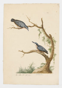 Drawing of a pair of Eurasian Nuthatchs from 18th century specimens [modern geographical distribution: Europe (excluding Ireland); Turkey, Caucausus, the Southern coast of Sea and Caspian Sea, Iran, the Altai Mountains, Mongolia, Central China, Eastern Russia, Japan, Korea, and Taiwan]