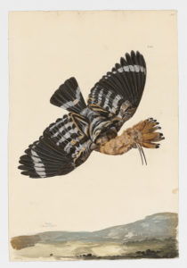 Drawing of a Common Hoopoe from a 18th century specimen [modern geographical distribution: Europe, Middle East, Northern Africa, South Africa, East African Rift Valley, India, Sri Lanka, Central Asia, mainland Southeast Asia, China, Japan, Korea, Taiwan, Mongolia, and the Altai Mountains. Attributed to Paillou, Peter, c.1720 – c.1790]