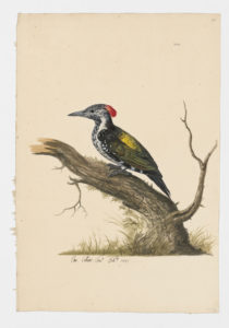 Drawing of an immature European Green Woodpecker from a 18th century specimen [modern geographical distribution: Europe (excluding Ireland), Turkey, and Caucausus]