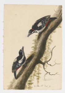 Drawing of a pair of male and female Great Spotted Woodpeckers from 18th century specimens [modern geographical distribution: Europe, Turkey, Caucausus, the coasts of Morocco and Algeria, Japan, Korea, the Altai Mountains, and Central and Eastern China]