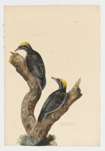 Drawing of a pair of Eurasian Three-Toed Woodpeckers from 18th century specimens [modern geographical distribution: Scandinavia, the Alps and the Carpathian Mountains, the Mountains of Russia, the Mountains of Central China, the Altai Mountains, and Mongolia. Attributed to Paillou, Peter, c.1720 – c.1790]