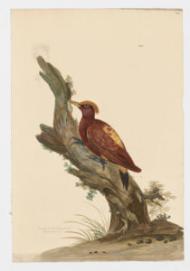 Drawing of a Chestnut Woodpecker from a 18th century specimen [modern geographical distribution: the Amazon Rainforest. Attributed to Paillou, Peter, c.1720 – c.1790]