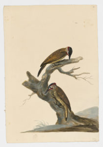 Drawing of a male Golden-Olive Woodpecker from a 18th century specimen [modern geographical distribution: Southeastern Mexico, Central America, and the Mountains of South America. Attributed to Paillou, Peter, c.1720 – c.1790]