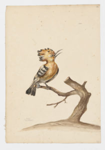 Drawing of a Common Hoopoe from a 18th century specimen [modern geographical distribution: Europe, the Middle East, Northern Africa, South Africa, East African Rift Calley, India, Sri Lanka, Central Asia, mainland Southeastern Asia, China, Japan, Korea, Taiwan, Mongolia, and the Altai Mountains. Attributed to Collins, Charles]