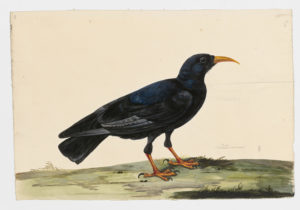 Drawing of a Red-Billed Chough from a 18th century specimen [modern geographical distribution: the British Isles. Attributed to Paillou, Peter, c.1720 – c.1790]