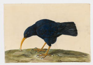 Drawing of a Red-Billed Chough from a 18th century specimen [modern geographical distribution: Morocco and the Canary Islands. Attributed to Paillou, Peter, c.1720 – c.1790]