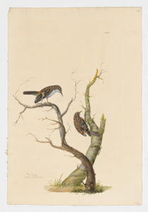 Drawing of a pair of Eurasian Treecreepers from 18th century specimens [modern geographical distribution: Europe, Turkey, Caucausus, the Altai Mountains, Japan, Korea, and Mongolia. Attributed to Paillou, Peter, c.1720 – c.1790]