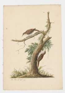 Drawing of a pair of Eurasian Treecreepers from 18th century specimens [modern geographical distribution: Europe, Turkey, Caucausus, the Altai Mountains, Japan, Korea, and Mongolia]
