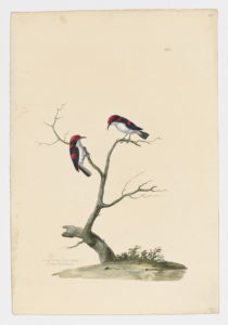 Drawing of a pair of Scarlet backed Flower Peckers from 18th century specimens [modern geographical distribution: Northeastern India, Mainland Southeast Asia, Southern China, Borneo, and Sumatra. Attributed to Paillou, Peter, c.1720 – c.1790]