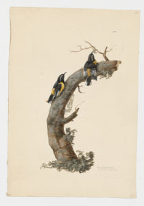 Drawing of a pair of Bananaquits from 18th century specimens [modern geographical distribution: the Caribbean, the Central America Highlands, the Highlands and the coast of South America (excluding Chile, Uruguay, and Argentina). Attributed to Paillou, Peter, c.1720 – c.1790]