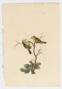 Drawing of a pair of Common Loras from 18th century specimens [modern geographical distribution: India, Southeast Asia, and Indonesia. Attributed to Paillou, Peter, c.1720 – c.1790]