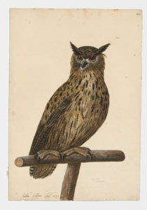Drawing of a Eurasian Eagle Owl from a 18th century specimen [modern geographical distribution: Europe, Turkey, and Central Asia]