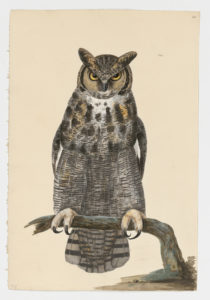 Drawing of a Great Horned Owl from a 18th century specimen [modern geographical distribution: North America and South America. Attributed to Paillou, Peter, c.1720 – c.1790]