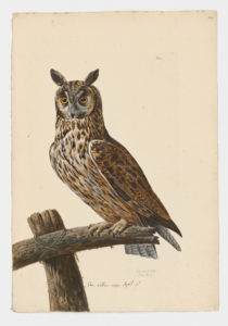 Drawing of a Long-eared Owl from a 18th century specimen [modern geographical distribution: North America, Europe, North Africa, and Central Asia]