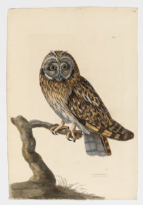 Drawing of a Short-eared Owl from a 18th century specimen [modern geographical distribution: North America and South America (including Hawaii), Europe, and Asia; uncommon in Africa. Attributed to Paillou, Peter, c.1720 – c.1790]