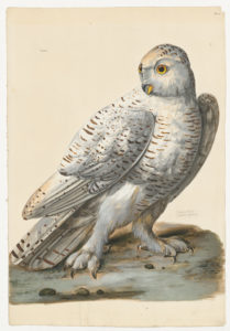 Drawing of a female Snowy Owl from a 18th century specimen [modern geographical distrubtion: the United States, Canada, and Northern Europe.] Attributed to Peter Paillou (1704-1798).