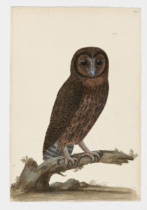 Drawing of a Ural Owl from a 18th century specimen [modern geographical distribution: Europe, Russia, Northeastern China, Korea, and Japan. Attributed to Paillou, Peter, c.1720 – c.1790]