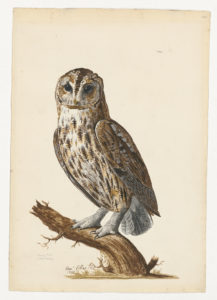 Drawing of a Eurasian Tawny Owl from a 18th century specimen [modern geographical distrubtion: Europe and Asia. Attributed to Collins, Charles].