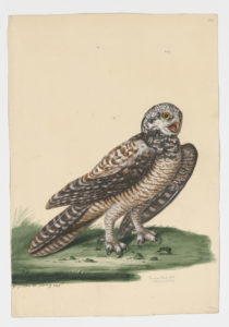 Drawing of a Northern Hawk Owl from a 18th century specimen [modern geographical distribution: Canada, the Northern United States, Russia, Scandanavia, and Northern Europe]