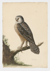 Drawing of a Northern Hawk Owl from a 18th century specimen [modern geographical distribution: Canada, the Northern United States, Russia, Scandanavia, and Northern Europe. Attributed to Paillou, Peter, c.1720 – c.1790 and Collins, Charles]
