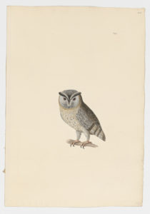 Drawing of an Indian Scops-Owl from a 18th century specimen [modern geographical distribution: India and Southeast Asia. Attributed to Paillou, Peter, c.1720 – c.1790]