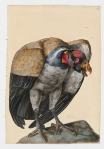 Drawing of a King Vulture from a 18th century specimen [modern geographical distribution: South and Central America. Attributed to Paillou, Peter, c.1720 – c.1790]