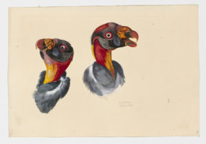 Drawing of a pair of King Vulture heads from a 18th century specimen [modern geographical distribution: South and Central America. Attributed to Paillou, Peter, c.1720 – c.1790]
