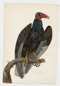 Drawing of a Turkey Vulture from a 18th century specimen [modern geographical distribution: North America and South America. Attributed to Paillou, Peter, c.1720 – c.1790]
